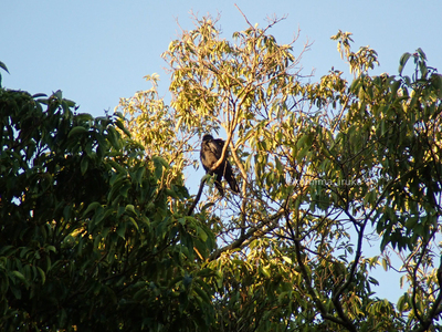拡大表示する画像の選択