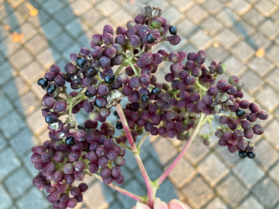 拡大表示する画像の選択