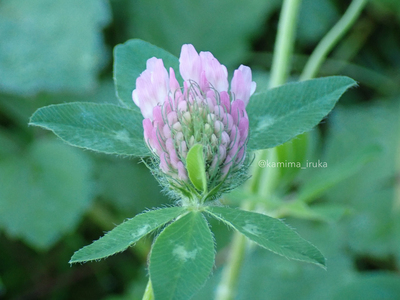 拡大表示する画像の選択