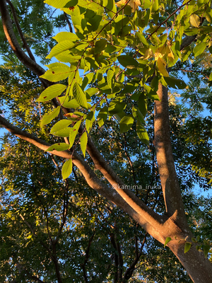 拡大表示する画像の選択