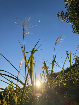 拡大表示する画像の選択