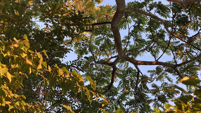 拡大表示する画像の選択