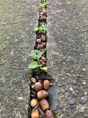 拡大表示する画像の選択