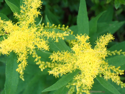 拡大表示する画像の選択