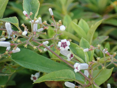 拡大表示する画像の選択