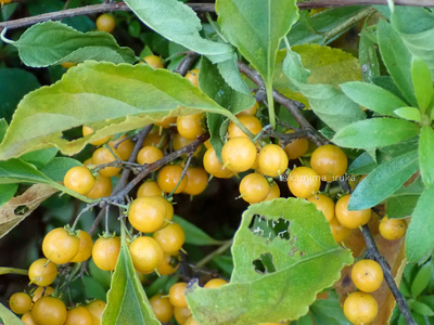 拡大表示する画像の選択