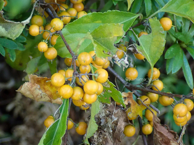 拡大表示する画像の選択