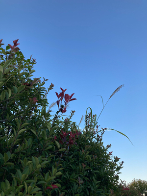 拡大表示する画像の選択