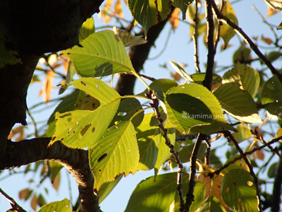 拡大表示する画像の選択