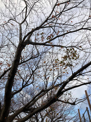 拡大表示する画像の選択