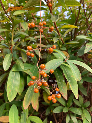 拡大表示する画像の選択