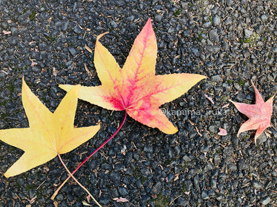 拡大表示する画像の選択