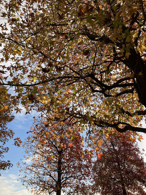 拡大表示する画像の選択