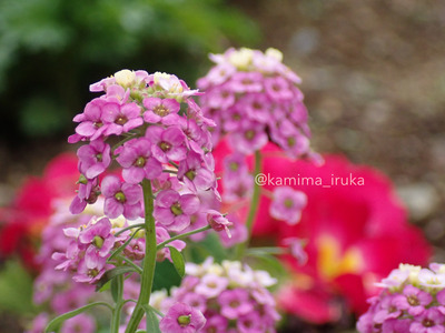 拡大表示する画像の選択