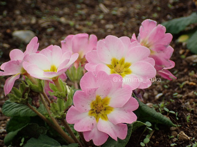 拡大表示する画像の選択