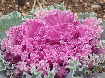 拡大表示する画像の選択