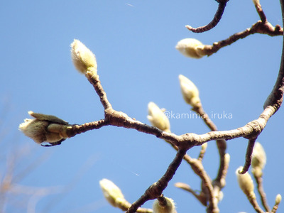 拡大表示する画像の選択