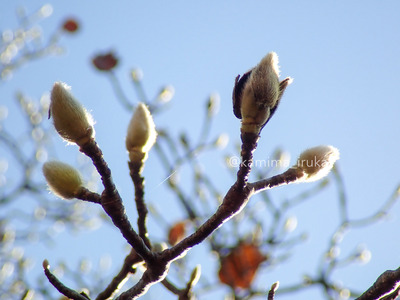 拡大表示する画像の選択