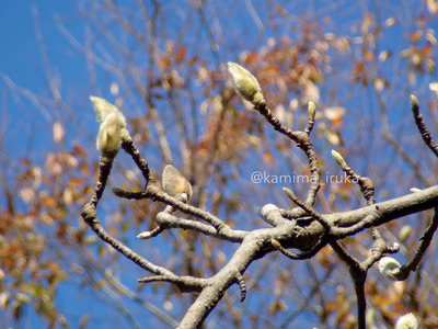 拡大表示する画像の選択
