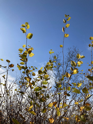 拡大表示する画像の選択