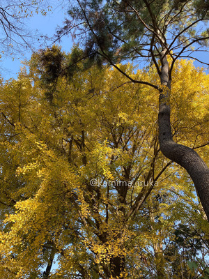 拡大表示する画像の選択
