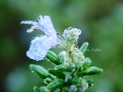 拡大表示する画像の選択