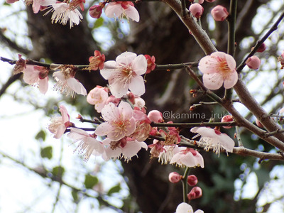 拡大表示する画像の選択