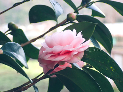 拡大表示する画像の選択