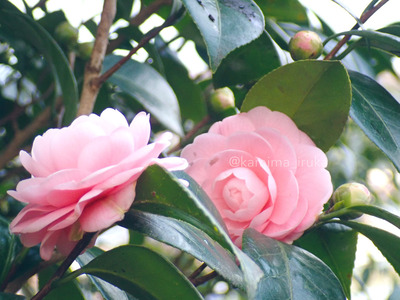 拡大表示する画像の選択