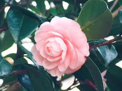 拡大表示する画像の選択