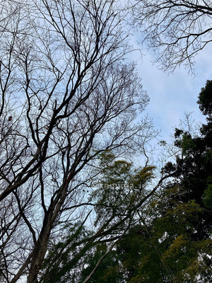 拡大表示する画像の選択