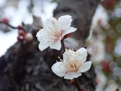 拡大表示する画像の選択