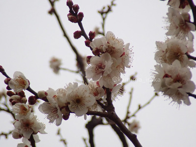 拡大表示する画像の選択