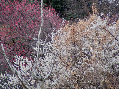 拡大表示する画像の選択