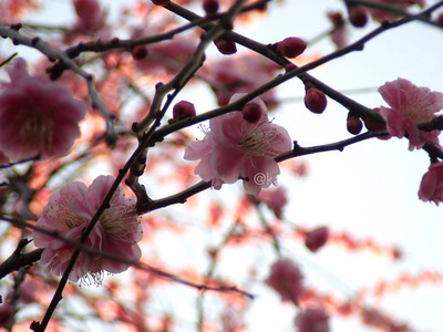 拡大表示する画像の選択