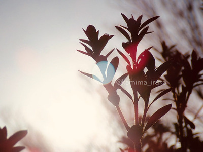 拡大表示する画像の選択