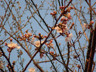 拡大表示する画像の選択