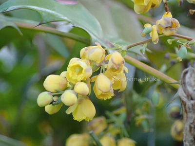 拡大表示する画像の選択