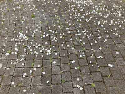 拡大表示する画像の選択