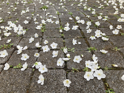 拡大表示する画像の選択