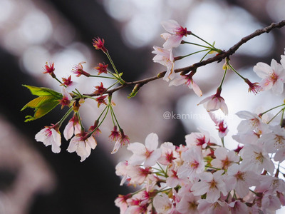 拡大表示する画像の選択