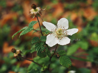 拡大表示する画像の選択