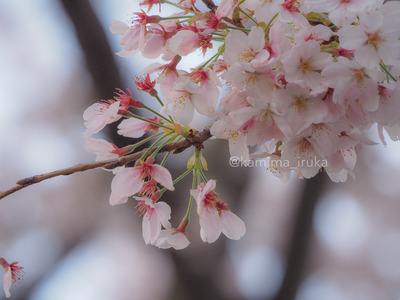 拡大表示する画像の選択