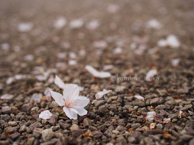 拡大表示する画像の選択