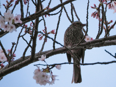 拡大表示する画像の選択
