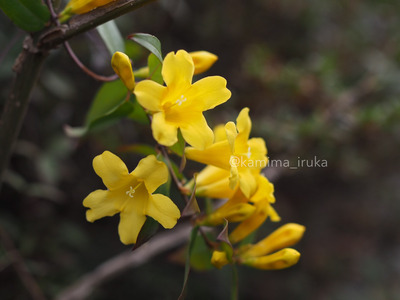 拡大表示する画像の選択