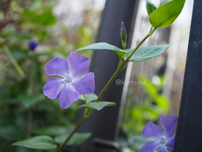 拡大表示する画像の選択