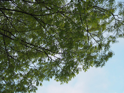 拡大表示する画像の選択