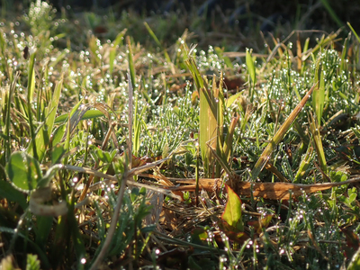 拡大表示する画像の選択
