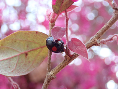 拡大表示する画像の選択
